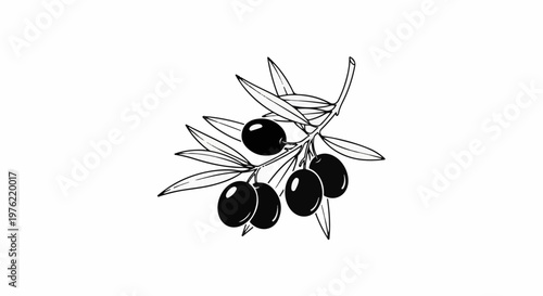 Black and white illustration of an olive branch with ripe fruit