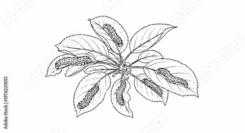 Black and white illustration of caterpillars feeding on a plant's leaves