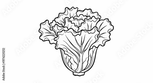 Black and white line art illustration of a fresh head of lettuce with layered leaves