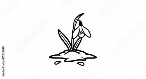 Delicate snowdrop emerges from melting snow, signaling spring