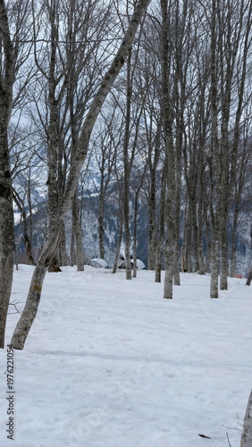Serene Winter Forest Landscape with Deep Snow and Tall Bare Trees