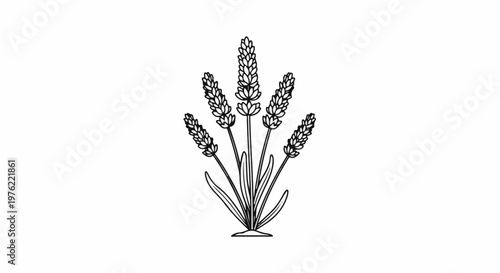 Black and white sketch of a sprig of lavender with five flower spikes
