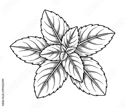 Black and white line of a mint plant with detailed leaves a white background herb