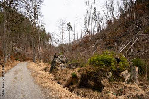 Wandern im Großen Zschand in der Sächsischen Schweiz mit den Schäden des Borkenkäfers