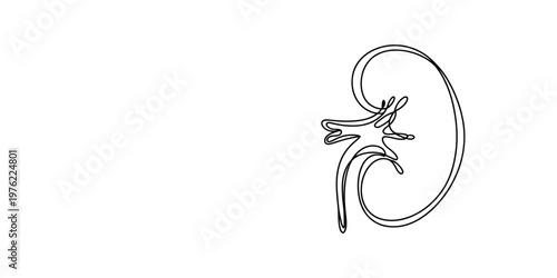 Minimalist continuous line drawing of human kidney, anatomical organ outline vector, simple black and white medical illustration for healthcare branding