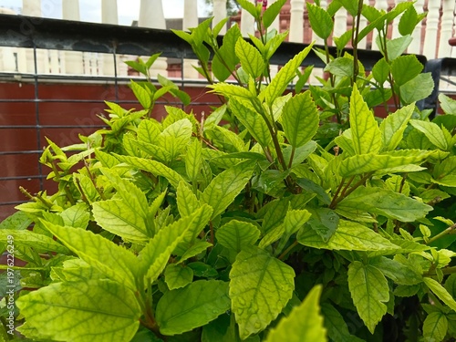 Healthy Green Plant with Serrated Leaves.