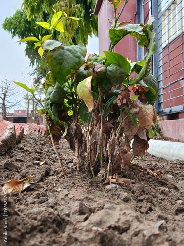 Resilient Plant in Dry Soil.