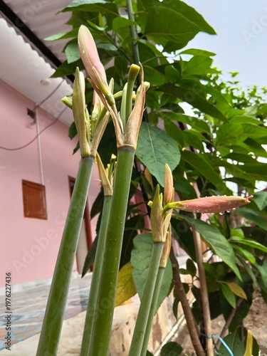 Emerging Pink Buds in Green Foliage.