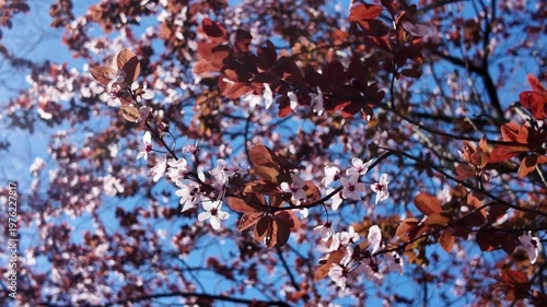 pink blossoms blow in the spring breeze on Brooklyn tree