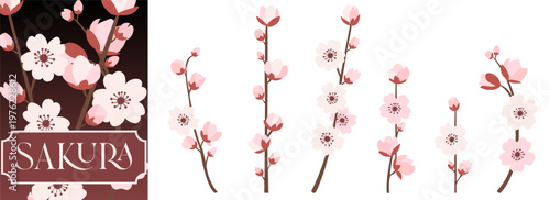 Blossom vector petal with cherry sakura flower for tree pattern leaf. Branch chinese silhouette with background pink symbol for japanese new isolated. East decoration blossom with nature. EPS10