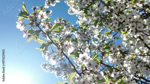 crabapple tree blossoms blow in the breeze