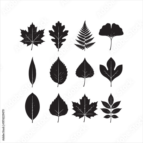 collection of autumn leaves