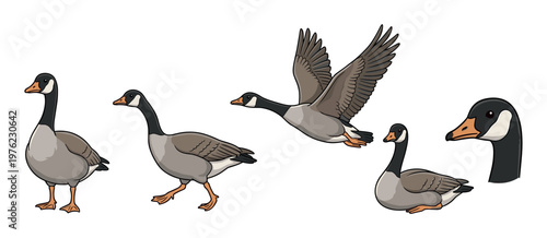 Canada geese illustrations in various poses including standing, walking, flying, sitting, and a detailed head profile, showcasing their distinct features.