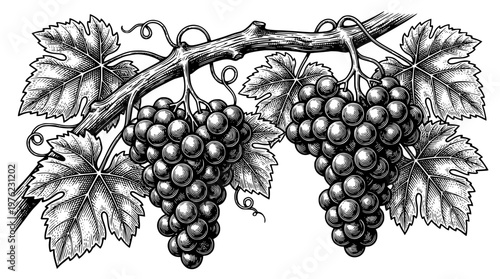 Detailed vector illustration of two bunches of grapes on vine
