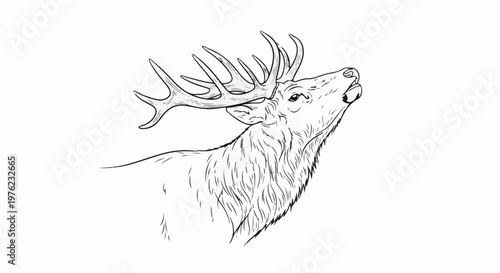 Majestic stag with impressive antlers, head held high, looking upwards