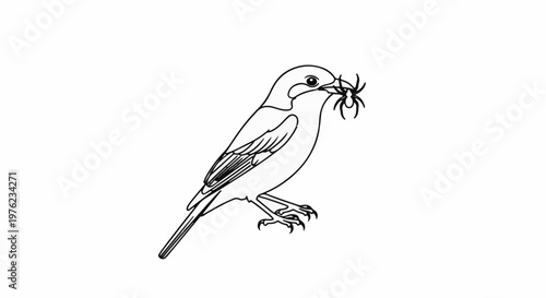 Line art depicts a small bird holding a spider in its beak, against a white background