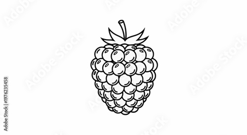 Line art drawing of a single blackberry with a stem
