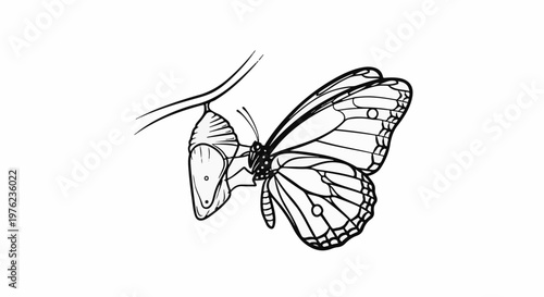 Line art of a butterfly emerging from its chrysalis attached to a branch
