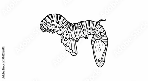 Line art of a caterpillar with butterfly wings attached