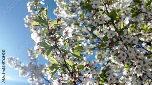 alt crabapple tree blossoms blow in the breeze
