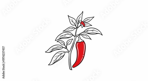 Hand-drawn illustration of a red chili pepper on a plant with leaves