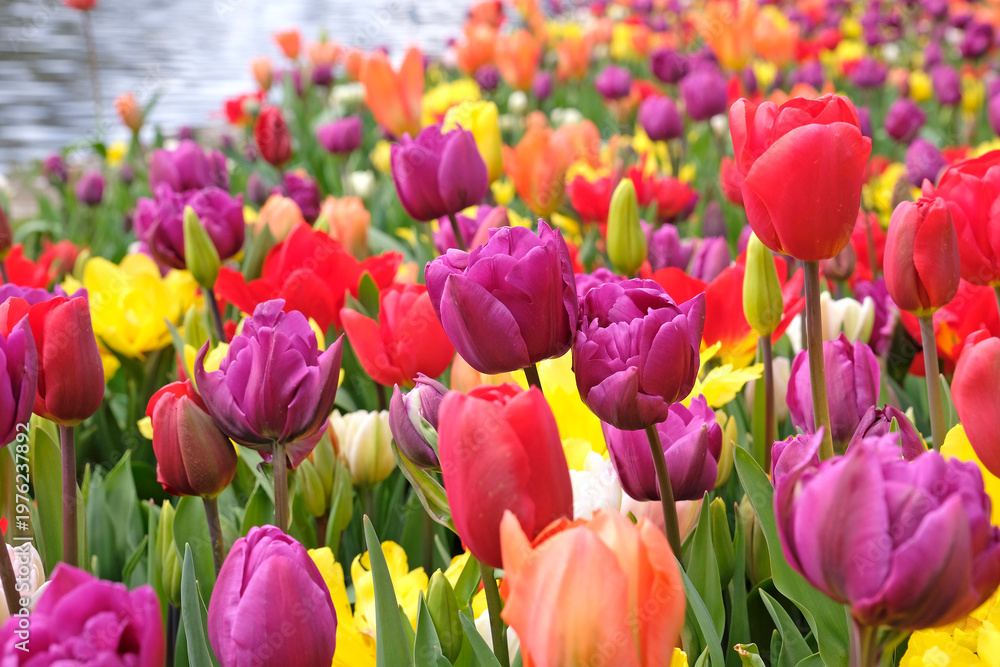 Obraz premium Red tulip, tulipa ‘Escape’ and purple tulip ‘negrita double’ in flower.