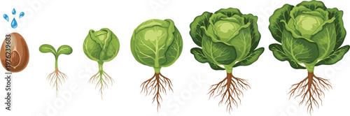 Cabbage Growth Stages Illustration Set Featuring Seedling to Fully Grown Plant with Roots and Watering in Detailed Vector Design