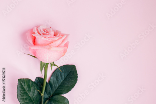 Tender Rose flower on a pink pastel background. Place for text.