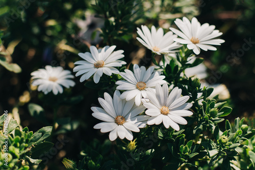 Tender white daisy flowers (Osteospermum) in a garden on a sunny day. Close up.