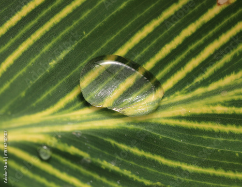 Regentropfen auf einem Blatt
