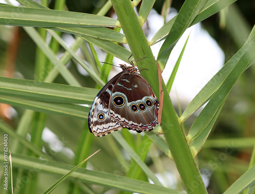 Blauer Morphofalter - Peleides blue morpho