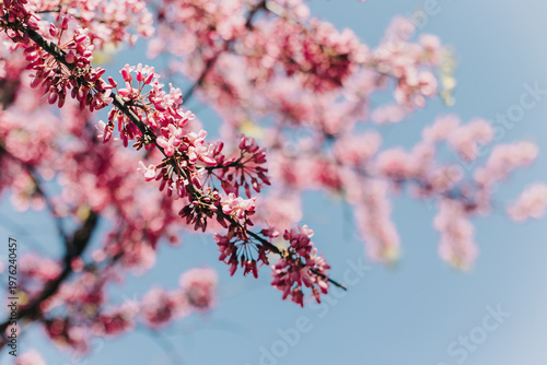 Beautiful branch with pink blossom of Judas Tree (Cercis siliquastrum) in a spring garden.
