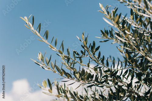 Fresh branches of olive tree on a blue sky background. Selective focus.