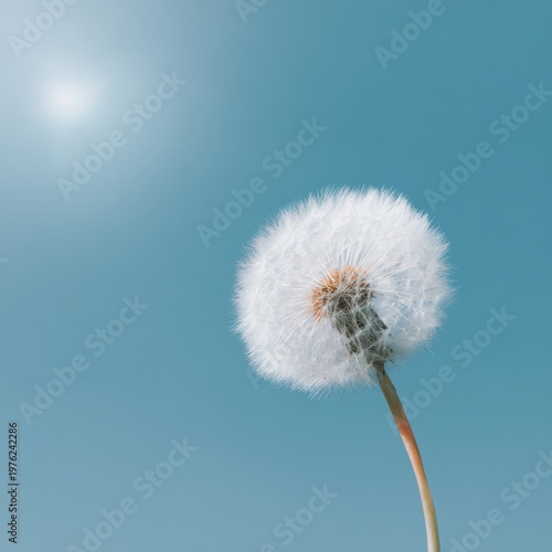 Dandelion against clear blue sky on sunny day