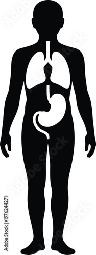 Anatomical illustration of the human digestive and respiratory systems