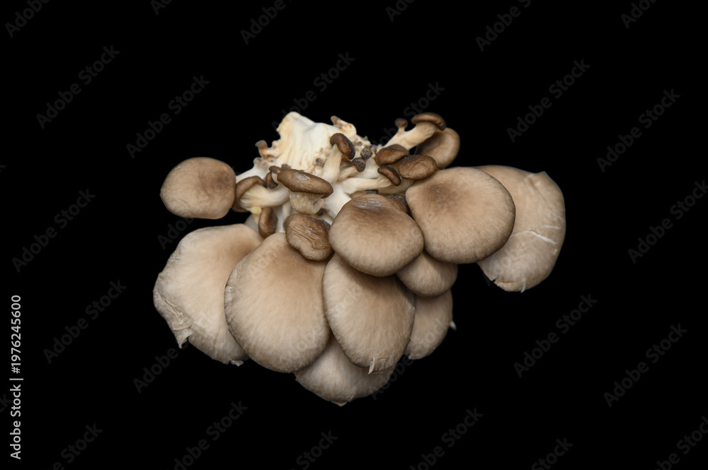 Fototapeta premium Fresh Pleurotus Ostreatus on Black Studio Background