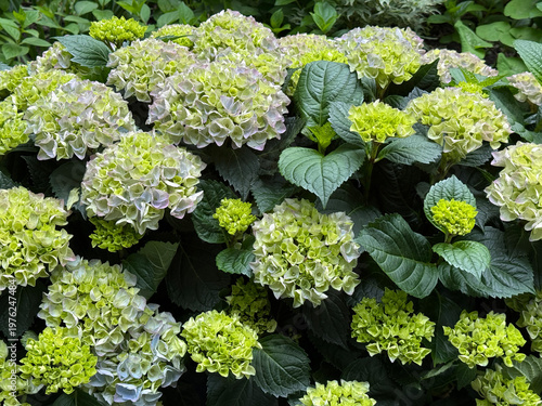 Fotografie Bigleaf hydrangea green Hydrangea macrophylla.