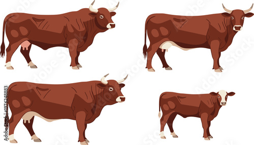 Cow Collection with Different Breeds and Poses Detailed Farm Animal Flat Vector Illustrations for Agriculture, Dairy Farming and Livestock Design Projects.