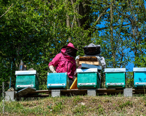 Two beekeepers, dressed in brightly coloured overalls and wearing protective headgear that hides their faces, are removing frames full of bees laying honey from the hives