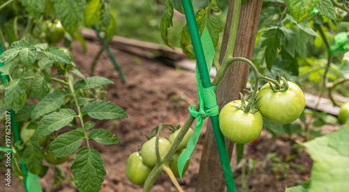 Green tomatoes are developing on a vine secured with green ties to wooden stakes in a garden bed, surrounded by lush green leaves and rich brown soil, indicating healthy growth conditions