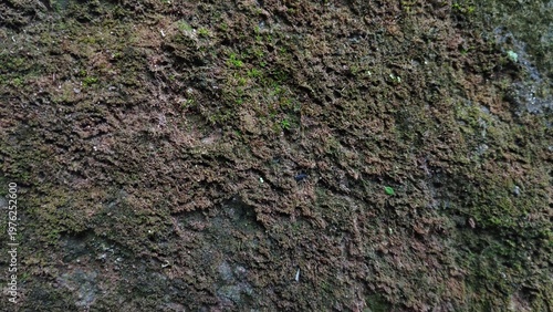 Canvastavla Old stone wall texture covered with green moss and damp soil