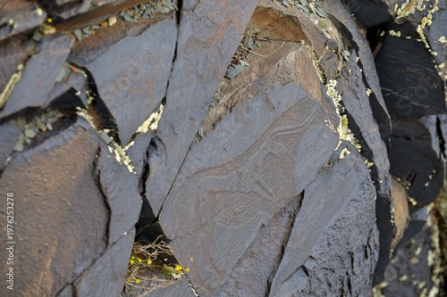 Magnificent bull petroglyph with an embedded smaller bull. Ancient rock carvings - Petroglyphs of Tanbaly,
Almaty Region, Zhambyl District, Matibulak Rural District District, Matibulak Rural District