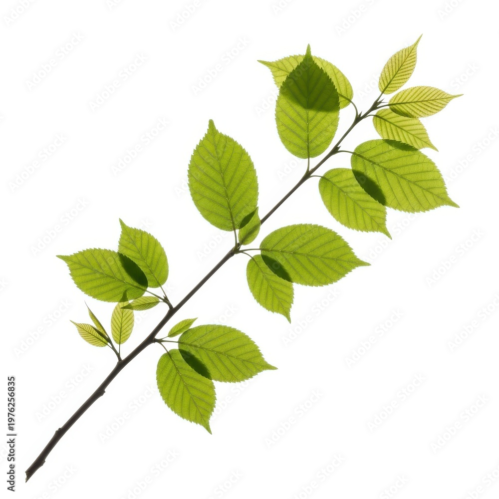 Fototapeta premium Branch with green leaves