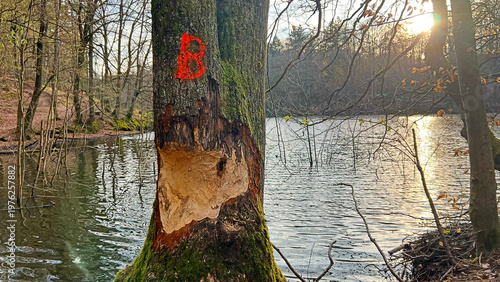 Canvastavla Tree damaged by beaver gnawing near Sippersfeld in palatinate Forest, Germany