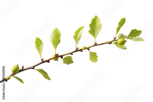 Branch of plant with green leaves and small ripening fruits in spring, isolated, transparent background