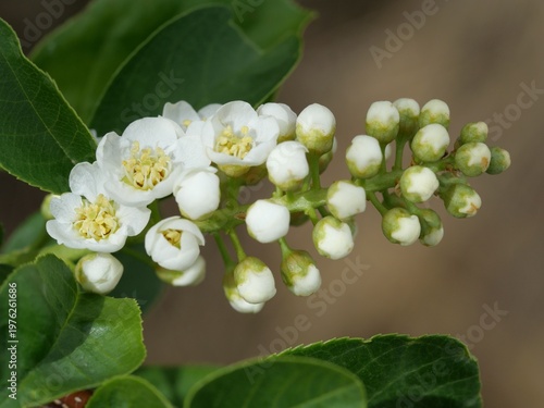 Chokecherry blossoms and buds on branch, white spring flowers with soft background