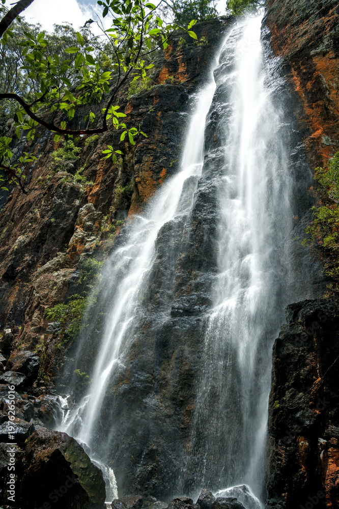 Obraz premium Majestic Purling Brook Falls cascading down high vertical cliffs in Springbrook National Park