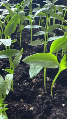 Tomato seedlings growing in dark soil, young vegetable plants for seed starting, home gardening and organic cultivation concept, close up of fresh green sprouts and spring growth.