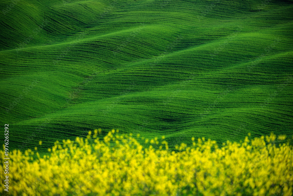 Fototapeta premium Rolling green hills of Val d'Orcia in Tuscany Italy with yellow spring wildflowers in blurred foreground and agricultural furrows creating a rhythmic pattern under soft morning light. Ideal for travel