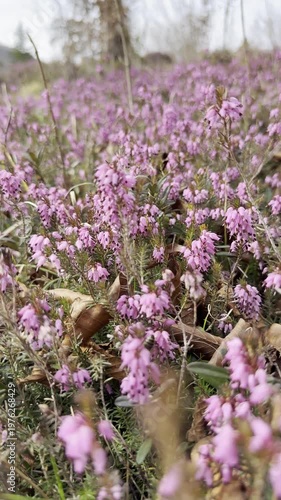 rare alpine flowers in the Austrian mountains